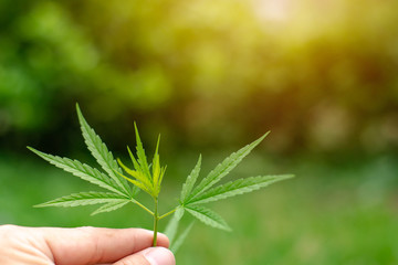 green leaf of cannabis in hand,marijuana plant in hand,Hand holding young cannabis plant grown commercially for hemp production. Industrial hemp oil and fiber production.