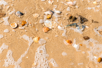 Fototapeta na wymiar Orilla de la playa con conchas y almejas y espuma de mar