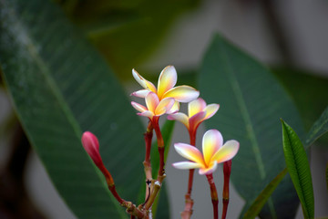 Frangipani flowers in gardens of Wat Chiang Man, Chiang Mai, Thailand