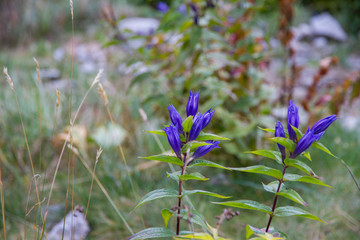 Gentiana clusii in the Tatra mountains