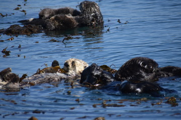 Sea Otters In Morro Bay California