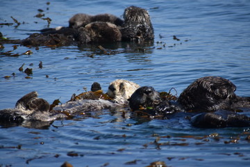 Fototapeta premium Sea Otters In Morro Bay California