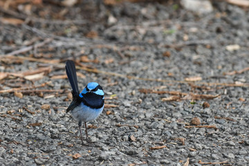 Blue Wren