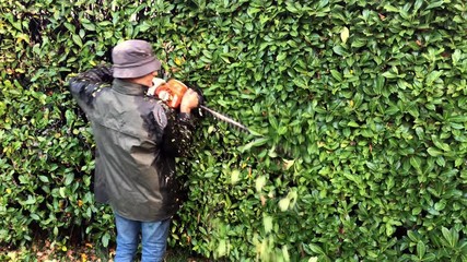 Gardener cutting a hedge with electric hedge trimmer in the garden. - Powered by Adobe