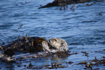 Sea Otters In Morro Bay California
