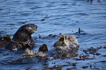 Sea Otters In Morro Bay California