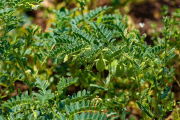raw chickpeas plant