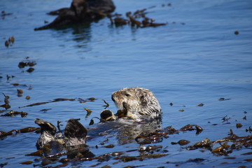 Sea Otters In Morro Bay California