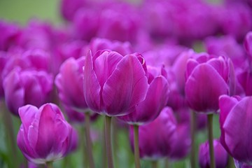 purple tulips in the garden