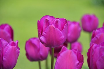 purple tulips in the garden