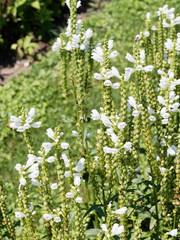 Physostegia virginiana | Hampes florales de physostégie de Virginie à inflorescence blanc neige