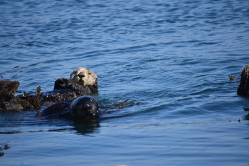 Fototapeta premium Sea Otters In Morro Bay California
