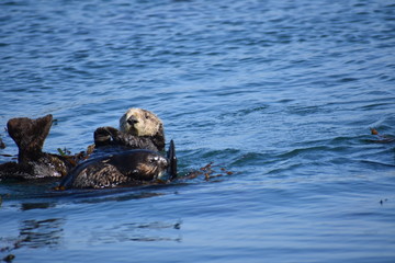 Fototapeta premium Sea Otters In Morro Bay California