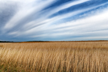 Obraz premium Breuilpont wheat fields in Normandy country 