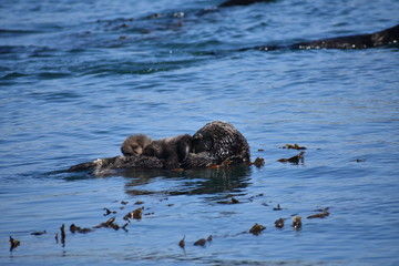 Sea Otters In Morro Bay California