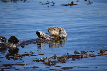 Sea Otters In Morro Bay California