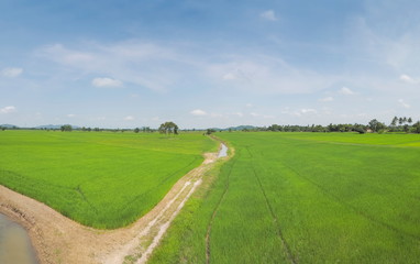 view above patch way around with green rice paddy fields plantation with cloudy sky background, Ban Pae village, Ban Pong District, Ratchaburi, west of Thailand.
