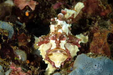 Warty frogfish, Antennarius maculatus Sulawesi Indonesia