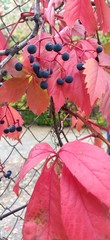 leaves and berries