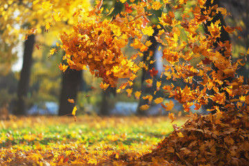Defocused sunny autumn park background with falling autumn leaves