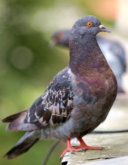 City pigeon dove bird on the windowsill near window with blurred background