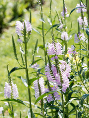 Physostegia virginiana | Hampes florales de Physostégie de Virginie à inflorescences rose clair