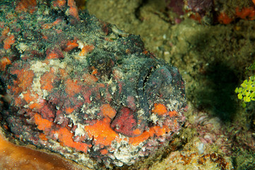 Reef stonefish, Synanceia verrucosa, Sulawesi Indonesia.