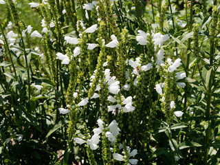 Physostegia virginiana | Hampes florales de physostégie de Virginie à inflorescence blanc neige