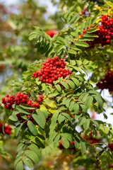 Obraz premium Rowan in autumn on branch