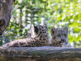 cute playful baby kitten of cat Snow Leopard, Irbis, Uncia Unca, eautiful wild cat