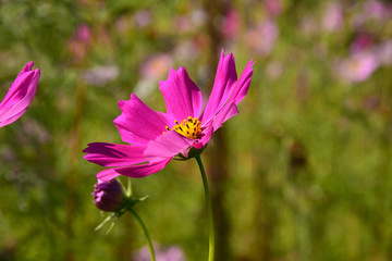 Fototapeta premium 秋桜