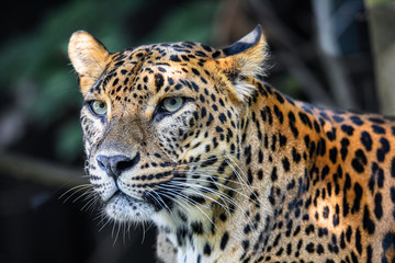 Sri Lanka, Ceylon Leopard, Panthera pardus kotiya on tree. Leopard is listed as Endangered on the IUCN Red List. Wild cat