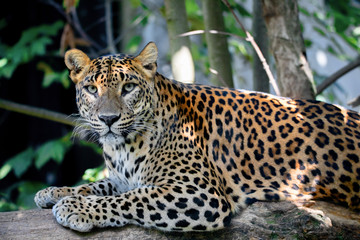 Sri Lanka, Ceylon Leopard, Panthera pardus kotiya on tree. Leopard is listed as Endangered on the IUCN Red List. Wild cat