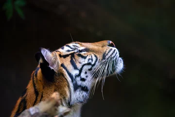 Stoff pro Meter Sumatra-Tiger, Panthera tigris sumatrae, seltene Tigerunterart, die die indonesische Insel Sumatra bewohnt. Indonesien WILDLEBEN © ArtushFoto