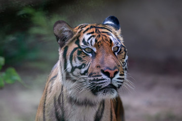 Fototapeta na wymiar Sumatran tiger, Panthera tigris sumatrae, rare tiger subspecies that inhabits the Indonesian island of Sumatra. IndonesiA wILDLIFE