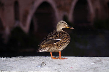 glamour mallard on the river edge
