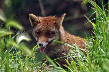 wild fox in the wild