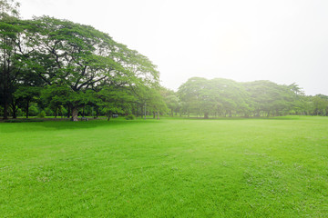 The landscape of the natural garden in the evening is bright.