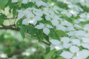 ヤマボウシの花