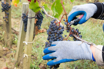 woman hands with scissors cutting grapes bunches in grape harvesting time