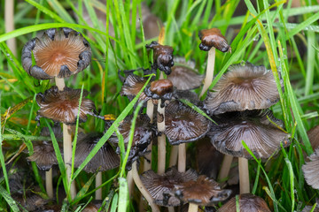 Braune Pilze in grüner Wiese
