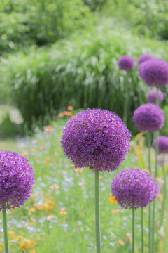 10 Best アリウムギガンチューム Images Stock Photos Vectors Adobe Stock