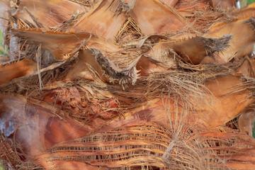  Texture of trunk palm tree closeup. Structure of trunk of palm tree surface background.