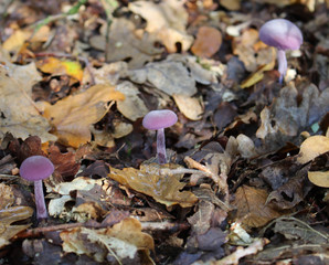 Purple mushroom forest