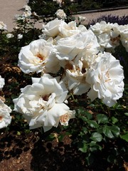 Botanischer Garten Frankfurt 