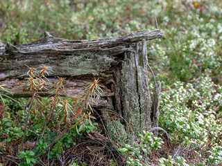 picture with old and broken tree stump