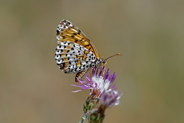 Obraz na płótnie Canvas Melitaea didyma, the spotted fritillary or red-band fritillary, is a butterfly of the family Nymphalidae, Greece