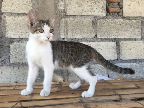 white kittens that appear to exist as photo models