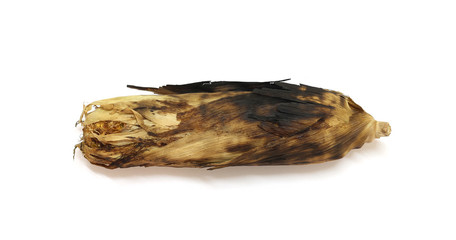 Organic grilled corn on white background.