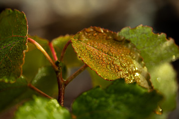close up of leave